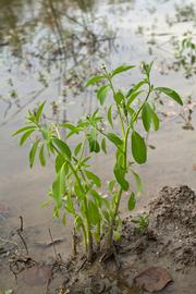   Sphenoclea zeylanica ; photo copy; Layla Dishman 