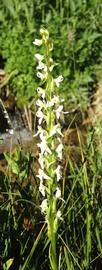   Spiranthes  sp. inflorescence; photo: S.L. Winterton 