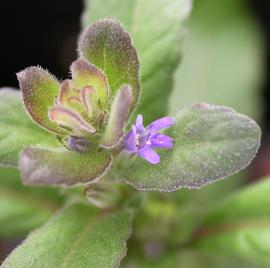   Staurogyne  sp. #39;Bihar#39; flower; photo: S.L. Winterton 