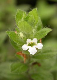   Staurogyne  sp., flower; photo: S.L. Winterton 