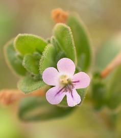   Staurogyne  sp., flower; photo: S.L. Winterton 