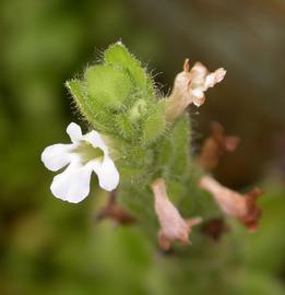   Staurogyne repens  flower; photo: S.L. Winterton 