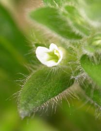   Staurogyne  sp. #39;Porto Velho#39; flower; photo: S.L. Winterton 