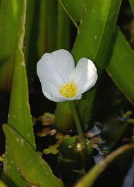   Stratiotes aloides  flower; photos copy; Christian Fischer 