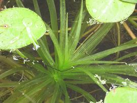   Stratiotes aloides , submersed; photos copy; M. Storey 