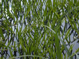   Stratiotes aloides , emersed; photos copy; M. Storey 