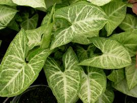   Syngonium podophyllum  leaves; photo: S.L. Winterton 