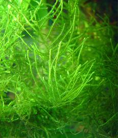   Taxiphyllum  sp., submersed; photo copy; Buchling 