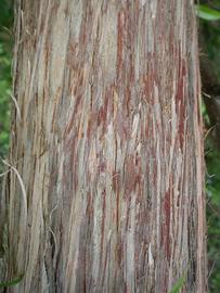   Taxodium ascendens  bark; photo: S.L. Winterton 