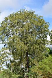   Taxodium ascendens ; photo: S.L. Winterton 