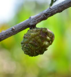   Taxodium ascendens  immature cone; photo: S.L. Winterton 