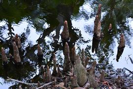   Taxodium distichum  knees; photo: S.L. Winterton 