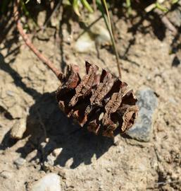   Taxodium distichum  mature cone; photo: S.L. Winterton 