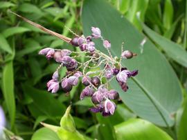   Thalia dealbata  fruit; photo: S.L. Winterton 