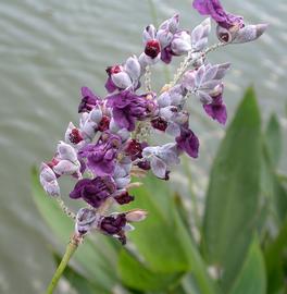   Thalia dealbata  inflorescence; photo: S.L. Winterton 