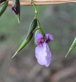   Thalia geniculata  flower; photo: S.L. Winterton 