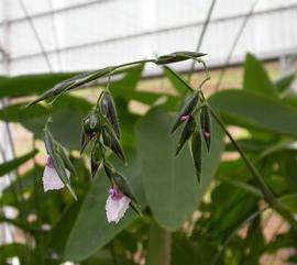   Thalia geniculata  inflorescence; photo: S.L. Winterton 