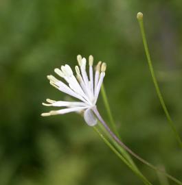   Thalictrum cooleyi  flower; photo: S.L. Winterton 