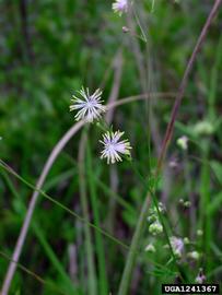   Thalictrum cooleyi  flowers; photo copy; James Henderson, Golden Delight Honey, Bugwood.org 