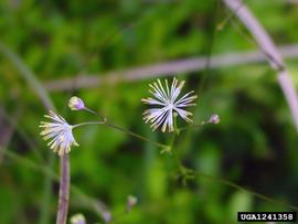   Thalictrum cooleyi  flowers; photo copy; James Henderson, Golden Delight Honey, Bugwood.org 