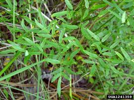   Thalictrum cooleyi  leaves; photo copy; James Henderson, Golden Delight Honey, Bugwood.org 