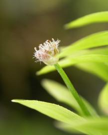   Tonina fluviatilis  flower head; photo: S.L. Winterton 