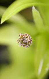   Tonina fluviatilis  flower head from above; photo: S.L. Winterton 