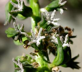   Triglochin  sp. flowers; photo: S.L. Winterton 