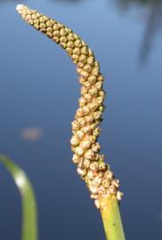   Triglochin microtuberosum  immature spike; photo: S.L. Winterton 