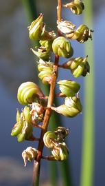   Triglochin microtuberosum  mature spike; photo: S.L. Winterton 