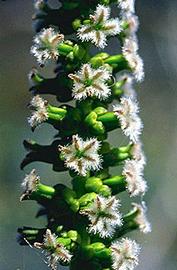   Triglochin procerum,  inflorescence. Photo: copy; S. Jacobs 