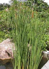   Typha  sp., emersed; photo: S.L. Winterton 