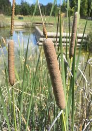   Typha  sp. spikes; photo: S.L. Winterton 