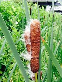   Typha  sp. spike; photo: S.L. Winterton 