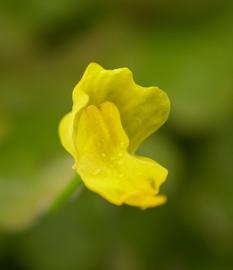   Utricularia gibba  ssp.  exoleta  flower; photo: S.L. Winterton 