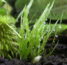   Utricularia graminifolia , submersed; photo: S.L. Winterton 