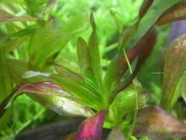   Vallisneria caulescens  flower stem, submersed; photo: S.L. Winterton 