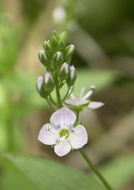   Veronica anagallis-aquatica  flower; photo: S.L. Winterton 