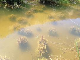   Veronica anagallis-aquatica , submersed; photo: S.L. Winterton 