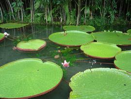   Victoria amazonica , floating; photo: J. Gillung 