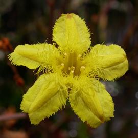   Villarsia exaltata  flower: S.L. Winterton 