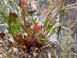   Villarsia exaltata  leaves, emersed; photo: S.L. Winterton 