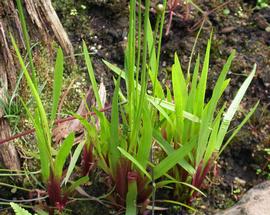   Xyris laxifolia , emersed; photo: S.L. Winterton 