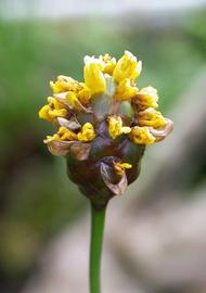   Xyris laxifolia  inflorescence; photo: S.L. Winterton 