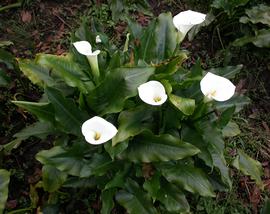   Zantedeschia aethiopica , emersed, Mexico; photo: S.L. Winterton 