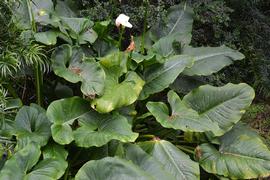   Zantedeschia  aethiopica  leaves; photo: S.L. Winterton 