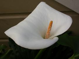   Zantedeschia aethiopica  spadix and spathe; photo: S.L. Winterton 