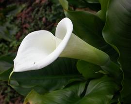   Zantedeschia aethiopica  spathe; photo: S.L. Winterton 