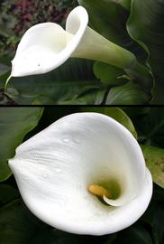   Zantedeschia aethiopica  spadix and spathes, Mexico; photo: S.L. Winterton 