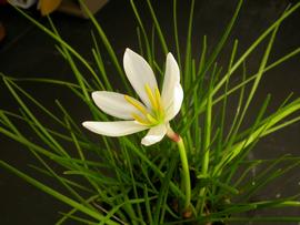   Zephyranthes candida  flower; photo: S.L. Winterton 